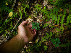 Sceptridium oneidense