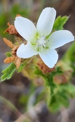 Anisodontea