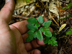 Sceptridium oneidense