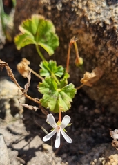 Pelargonium elongatum