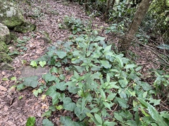 Ageratina riparia