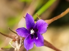 Monopsis debilis