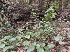 Ageratina riparia