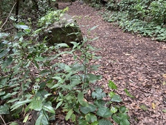 Ageratina riparia
