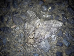 Peridea gigantea