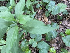 Ageratina riparia