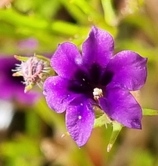 Monopsis debilis