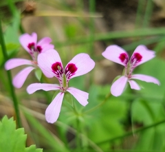 Pelargonium patulum patulum