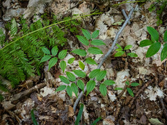 Prosartes lanuginosa