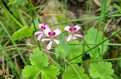 Pelargonium patulum patulum