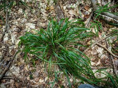 Oryzopsis asperifolia