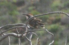 Pomatostomus ruficeps