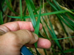 Oryzopsis asperifolia