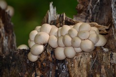 Apioperdon
