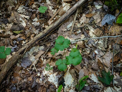 Waldsteinia fragarioides