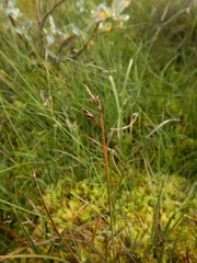 Carex rariflora