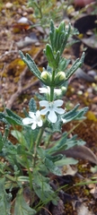 Teucrium sessiliflorum