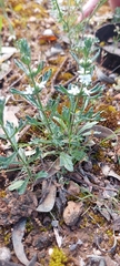 Teucrium sessiliflorum