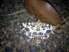 Dilophodes elegans elegans