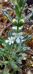 Teucrium sessiliflorum