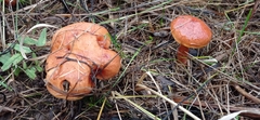 Suillus grevillei