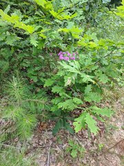 Vernonia acaulis