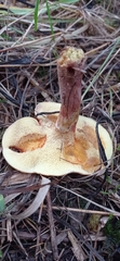 Suillus grevillei