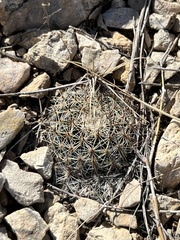 Mammillaria heyderi