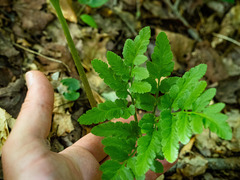 Sceptridium oneidense