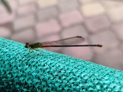 Ceriagrion cerinorubellum