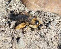 Dasypoda
