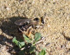 Dasypoda