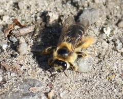 Dasypoda