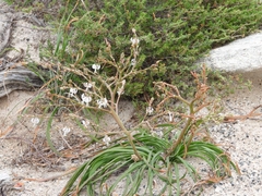 Trachyandra divaricata