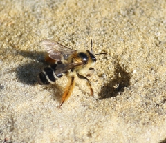 Dasypoda