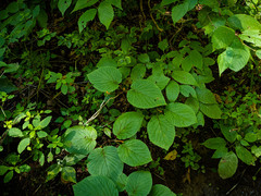 Viburnum lantanoides