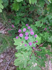 Vernonia acaulis
