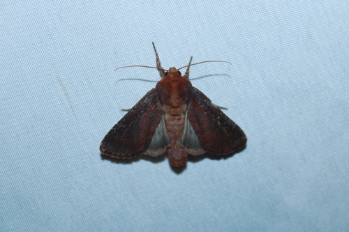 Maroonwing Moth photo 3