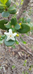 Alyxia buxifolia