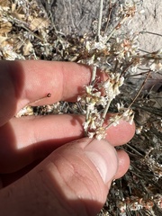 Eriogonum panamintense