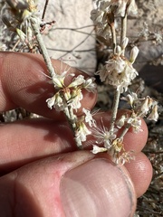 Eriogonum panamintense