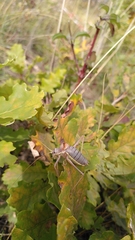 Ephippiger ephippiger