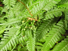 Chirosia grossicauda