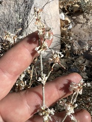 Eriogonum panamintense