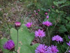Vernonia acaulis