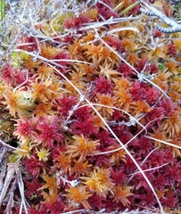 Sphagnum rubellum