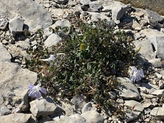 Ipomoea lindheimeri