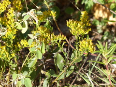 Solidago radula