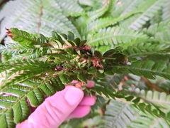 Chirosia grossicauda