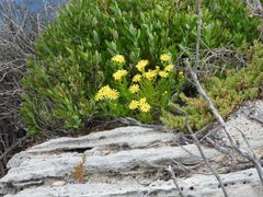Senecio pinnatifolius